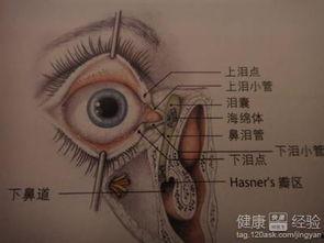 成人泪管堵塞小妙招视频,告别眼部不适——成人泪管堵塞小妙招大揭秘-第1张图片-亚洲AV中文无码乱人伦