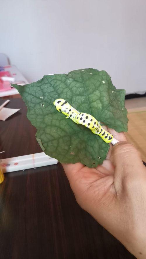 成人毛毛虫玩法大全视频-第1张图片-亚洲AV中文无码乱人伦 成人毛毛虫玩法大全视频-第1张图片-亚洲AV中文无码乱人伦