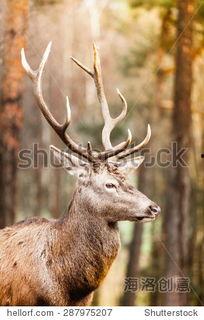 成人模仿动物视频素材,成人版趣味动物模仿挑战-第1张图片-亚洲AV中文无码乱人伦 成人模仿动物视频素材,成人版趣味动物模仿挑战-第1张图片-亚洲AV中文无码乱人伦