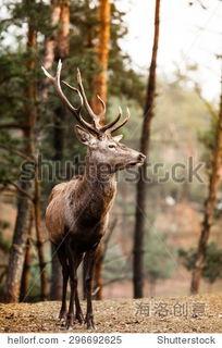 成人模仿动物视频素材,成人版趣味动物模仿挑战-第2张图片-亚洲AV中文无码乱人伦 成人模仿动物视频素材,成人版趣味动物模仿挑战-第2张图片-亚洲AV中文无码乱人伦
