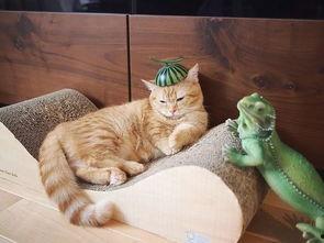 猫变成人剪辑素材视频,猫咪的奇幻变身之旅-第1张图片-亚洲AV中文无码乱人伦