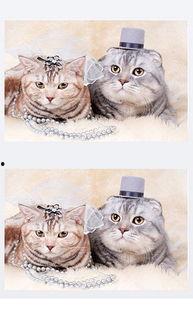 猫变成人剪辑素材视频,猫咪的奇幻变身之旅-第2张图片-亚洲AV中文无码乱人伦