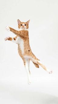 猫变成人剪辑素材视频,猫咪的奇幻变身之旅-第3张图片-亚洲AV中文无码乱人伦