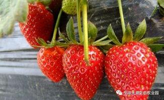 草莓视频成人英语,轻松学英语,开启成人英语学习新篇章-第2张图片-亚洲AV中文无码乱人伦 草莓视频成人英语,轻松学英语,开启成人英语学习新篇章-第2张图片-亚洲AV中文无码乱人伦