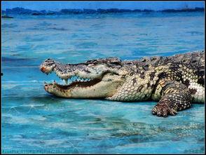 泰国鳄鱼变成人了吗视频,鳄鱼变人的奇幻之旅-第1张图片-亚洲AV中文无码乱人伦 泰国鳄鱼变成人了吗视频,鳄鱼变人的奇幻之旅-第1张图片-亚洲AV中文无码乱人伦