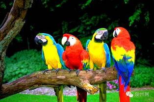 鹦鹉变成人形视频大全,鹦鹉化为人形视频集锦-第1张图片-亚洲AV中文无码乱人伦