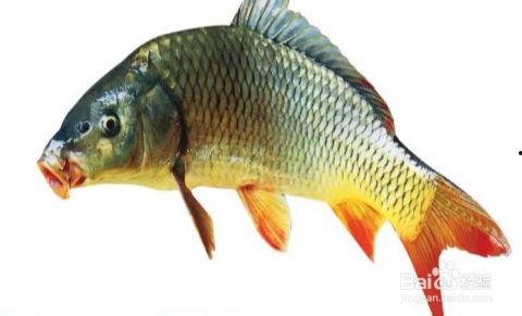 鲤鱼变成人的短剧视频,奇幻变身短剧揭秘-第2张图片-亚洲AV中文无码乱人伦 鲤鱼变成人的短剧视频,奇幻变身短剧揭秘-第2张图片-亚洲AV中文无码乱人伦